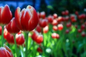 Closeup view beautiful red tulips flower exhibition in the Garden. Copy space photo