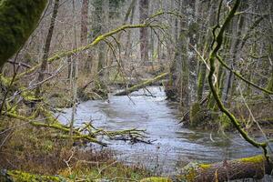 View on river Lomme making it's way through the forests around Mirwart in Belgium photo