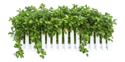 Green foliage draped over white wooden fence isolated on transparent background png