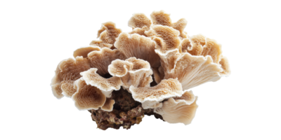 Brown coral mushroom shaped coral reef structure isolated on transparent background png
