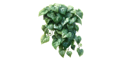 Lush green ivy vine plant isolated on transparent background png
