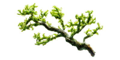 Green algae branch with lush leaves isolated on transparent background png