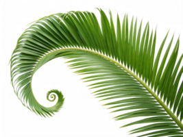 Palm Leaf Spiral Natures Fibonacci Sequence in Green png