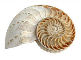Nautilus Shell Spiral Chambers, Fossil, Ocean, Nature, Beauty, Symmetry, Geometry, Golden Ratio, Anc png