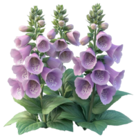 Blooming Purple Foxglove Flowers png