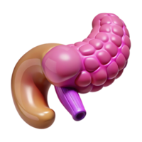 3D Render of Pancreas and Duodenum png