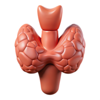 3D Render of Thyroid Gland png