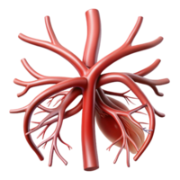 3D Render of a Detailed Red Artery png