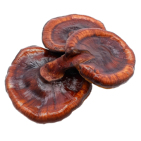 Lingzhi mushroom Ganoderma lucidum displayed on a transparent background highlighting its unique shape and texture, Lingzhi Mushroom Ganoderma Lucidum on transparent background png