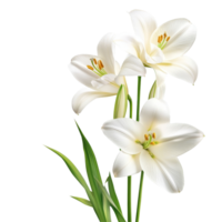 Elegant transparent Lys flowers with delicate blooms against a pristine transparent background for a fresh and serene look, Lys flowers transparent background png