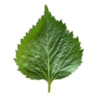 Fresh shiso leaves displayed on a clean transparent background showcasing their vibrant green colors and textured edges, Shiso leaves on transparent background png