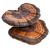 Exploring the unique features of Lingzhi mushroom Ganoderma lucidum on a transparent background, Lingzhi Mushroom Ganoderma Lucidum on transparent background png