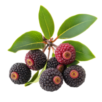 Fresh waxberries on a transparent background showcasing their distinct color and texture in a simple arrangement, waxberry isolated on transparent background png