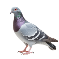 une gris Pigeon des stands gracieusement sur une transparent arrière-plan, mettant en valeur ses distinct Caractéristiques et vibrant couleurs, gris Pigeon isolé sur transparent Contexte png