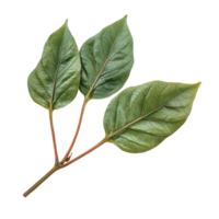 Fresh Piper sarmentosum leaves exhibiting vibrant green colors isolated on a transparent background for culinary use, Piper sarmentosum isolated on transparent background png
