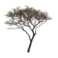 Lonely tree standing alone on a transparent background, showcasing intricate branches and sparse foliage in minimalist style, Tree isolated on transparent background png