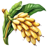 Fresh tropical bananas hanging from a lush green banana plant against a bright transparent background, tropical banana fruit on transparent backgroundfile png