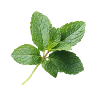 Fresh mint leaves on a transparent background, showcasing their vibrant green color and texture, perfect for culinary use, Fresh mint leaf close up on transparent background png