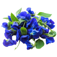 A closeup view of vibrant butterfly pea flowers with green leaves displayed on a transparent surface, Closeup pile of Butterfly pea flowers with green leaves on transparent background png