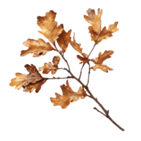 Oak branch draped with autumns dry brown leaves casting a subtle shadow on a light surface, Oak branch with autumn brown dry leaves with shadow, file of isolated object on transparent background png