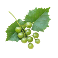 Burmese grape Baccaurea ramiflora with fresh green leaves isolated on a clean transparent background, burmese grapeBaccaurea ramiflora with leaf isolated on transparent background png