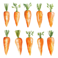 Fresh carrots arranged neatly on a solid transparent background, showcasing their vibrant orange color and green tops, Carrot, transparent background, set, isolated on solid transparent background png