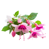 Bright fuchsia flowers bloom against a transparent backdrop, showcasing their vibrant colors and lush green leaves, Fuchsia flowers bush on transparent background png