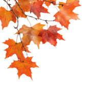 Vibrant autumn maple leaves captured against a bright background in warm hues, autumn maple branch leaves in top left corner edge transparent background isolated on solid transparent background png