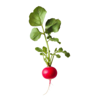 Fresh radish with vibrant green leaves on a clean transparent background showcasing natural produce, fresh radish on transparent background png