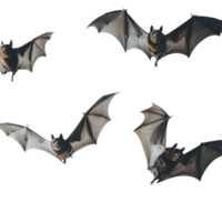 Bats flying against a transparent background showcasing their intricate wing patterns and features, Bats on transparent background png
