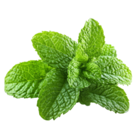 Fresh mint leaves isolated on a transparent background showcasing their vibrant green color and unique texture, Fresh mint full depth of field isolated on transparent background png