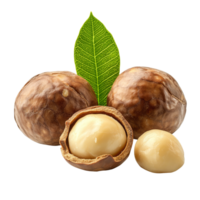 Macadamia nuts with shells and a green leaf isolated on a clean transparent background, macadamia nuts isolated on transparent background png
