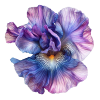 Vibrant iris flower with intricate details set against a clean transparent background capturing natures beauty, vibrant iris in style, isolated on a transparent background for design layouts png