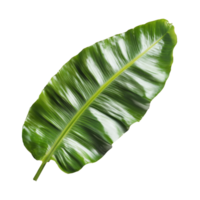 Bird nest fern leaf on transparent, highlighting its unique texture and color, bird nest fern leaf isolated on transparent backgroundfile png
