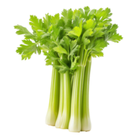 Fresh celery grouped together against a plain transparent background showcasing its vibrant green leaves and crisp stalks, Celery isolated on transparent background png
