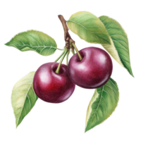 Cherry plum fruit with vibrant green leaves on a bright transparent background for an appealing nature display, cherry plum with green leaves isolated on transparent background png