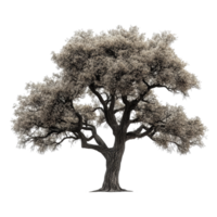 Rustic tree standing alone against a transparent background, showcasing detailed bark and expansive branches in natural beauty, Rustic tree isolated on transparent background png