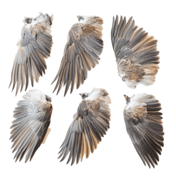 unico Schermo di uccello Ali in mostra intricato piuma modelli contro un' pulito trasparente sfondo, Ali di uccelli su trasparente sfondo png