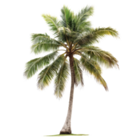 A tall coconut palm tree stands gracefully against a clean transparent background, showcasing its lush leaves and slender trunk, coconut palm tree on transparent backgroundfile png
