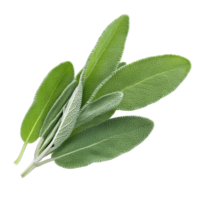 Fresh sage herb leaves isolated against a transparent background showing intricate textures and vibrant green hues, sage herb leaf isolated transparent background png