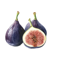 Fresh figs cut open to reveal unique inner texture on plain transparent background, figs on transparent background png