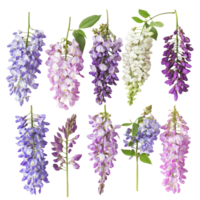 A beautiful collection of wisteria flowers isolated on a subtle transparent background showcasing their vibrant colors and delicate structures, wisteria flowers isolated on transparent background png