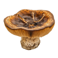 Lingzhi mushroom isolated on a transparent background highlighting its unique shape and rich color for herbal knowledge, Lingzhi Mushroom isolated on transparent background png