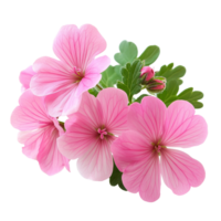 Delicate geranium flowers with soft pink petals and green foliage isolated on a transparent background, geranium flowers isolated on transparent background png