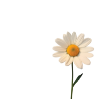 A single daisy flower with bright petals and a yellow center isolated against a clean transparent transparent background, daisy isolated on transparent png