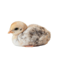 A fluffy baby chicken resting quietly on a soft transparent surface with a peaceful expression, Baby Chicken on transparent background png