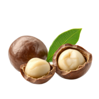 Fresh macadamia nuts with green leaf isolated on a bright transparent background for culinary uses and recipes, macadamia nuts with leaf isolated on transparent background png