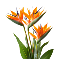 Stunning bird of paradise flowers in vibrant orange and blue showcasing tropical beauty against a neutral backdrop, featuring bird of paradise flowers, isolated or with a transparent background png