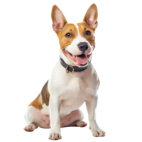 Cheerful Bull Terrier poses against a clean transparent background in a joyful and vibrant representation of the breed, Bull Terrier dog isolated on transparent background png