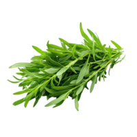 Fresh tarragon herbs displayed on a pure transparent background for culinary use in cooking and garnishing dishes, Tarragon herbs on transparent background png